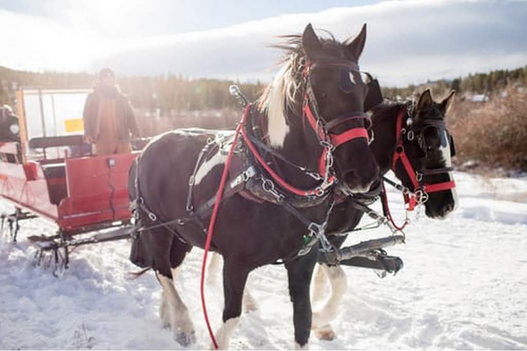 horses on a carriage