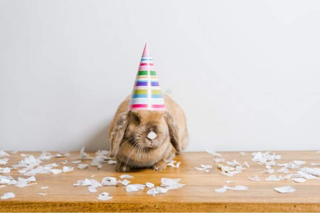 bunny with party hat on