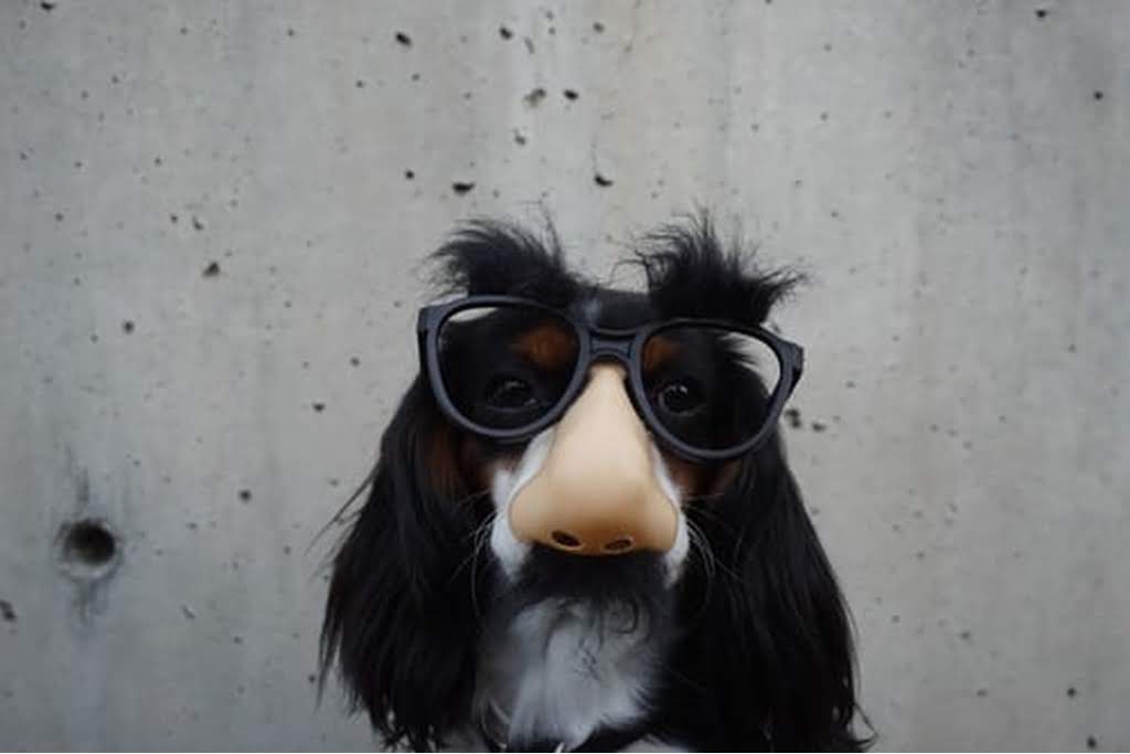dog with funny glasses