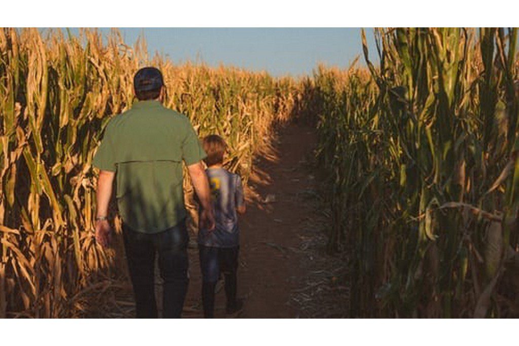 guy walking through corn maze