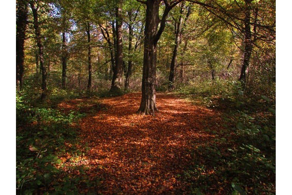 nice pathway covered in leaves