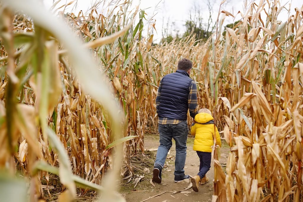 Father and son in Corn Maze for fundraiser event