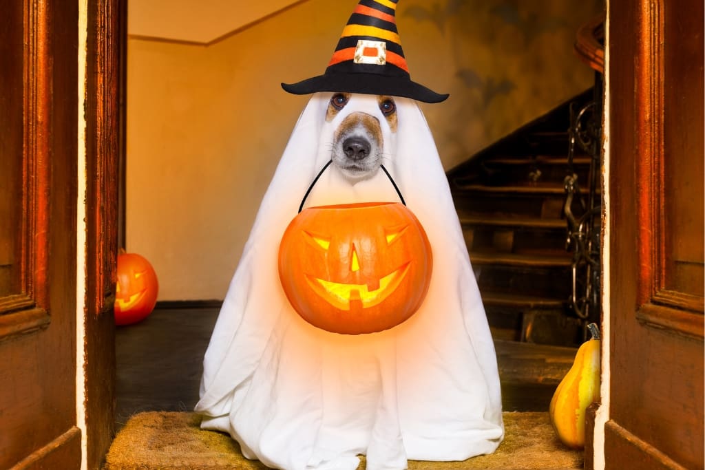 puppy dressed up like a ghost
