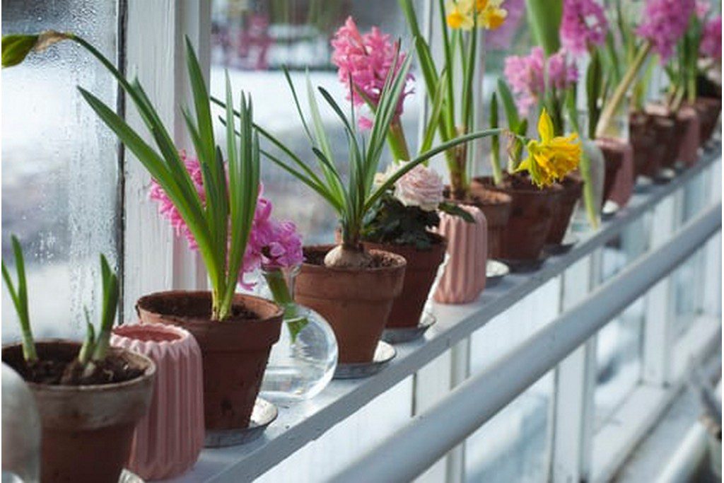 row of potted plants