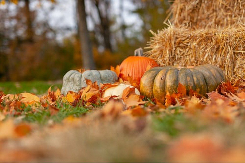 pumpkins in a field