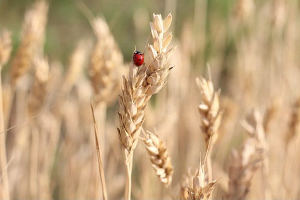 ladybug on wheat