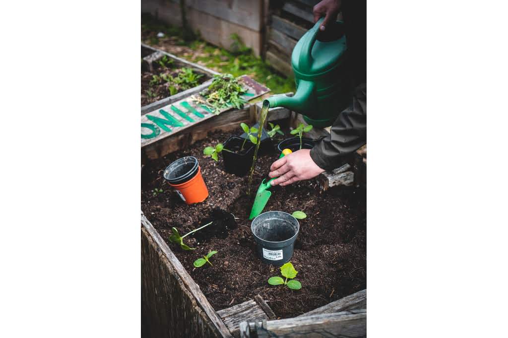A planter box with tiny green plants and a person watering gardening