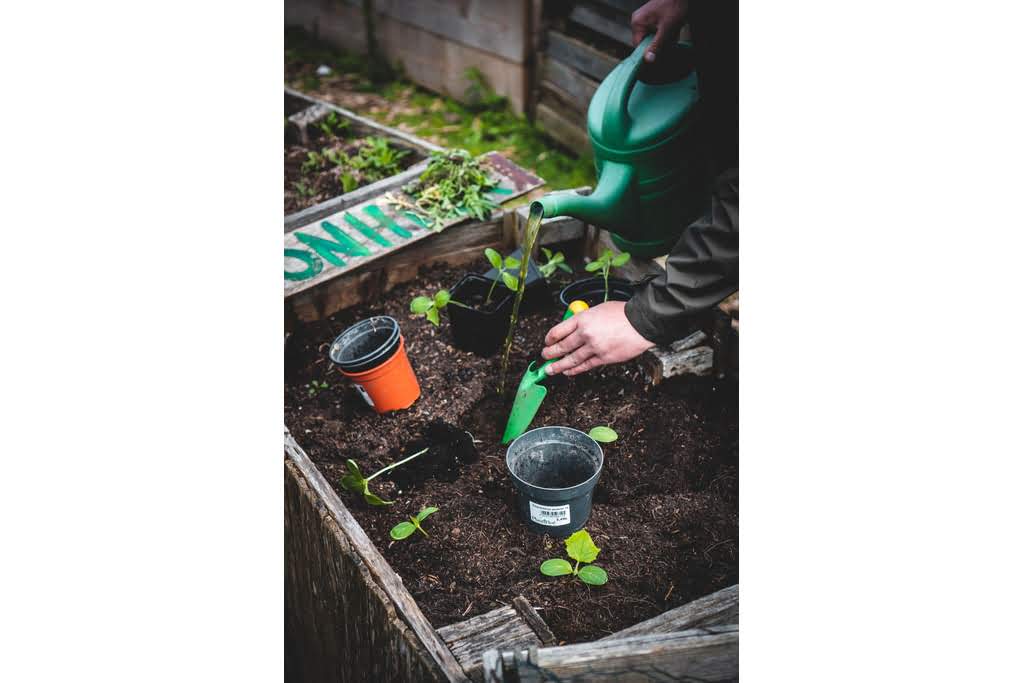 gardening