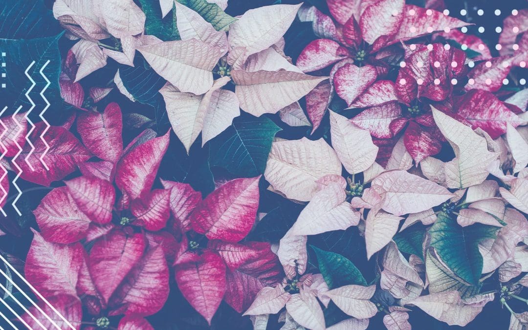 24 Christmas Fundraising Ideas For Schools