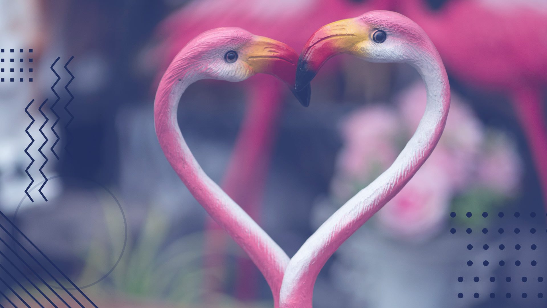 two flamingos touching beaks