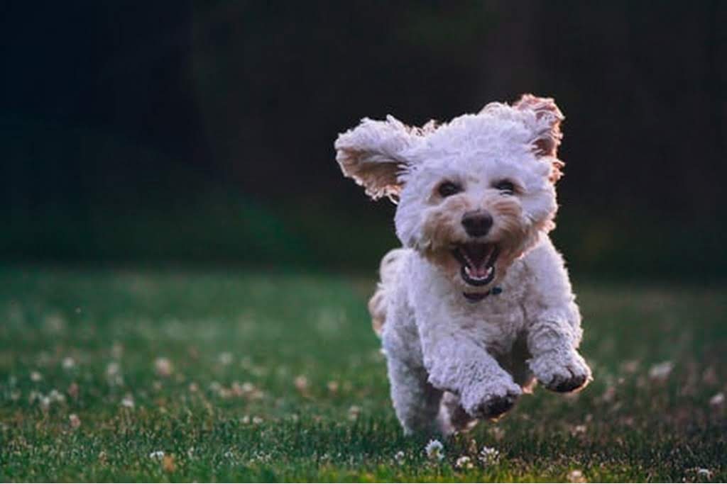 dog in field