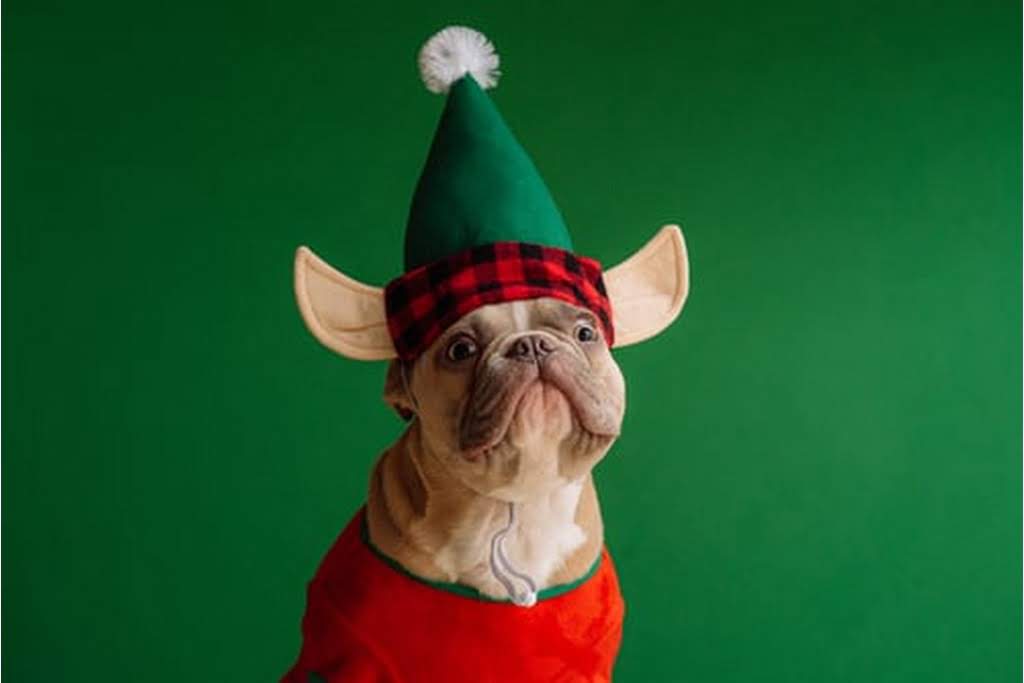 dog with elf hat