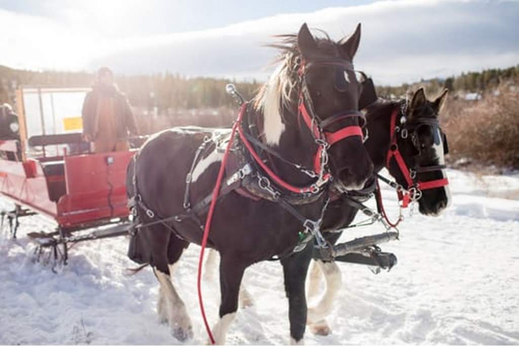 horses pulling sleigh