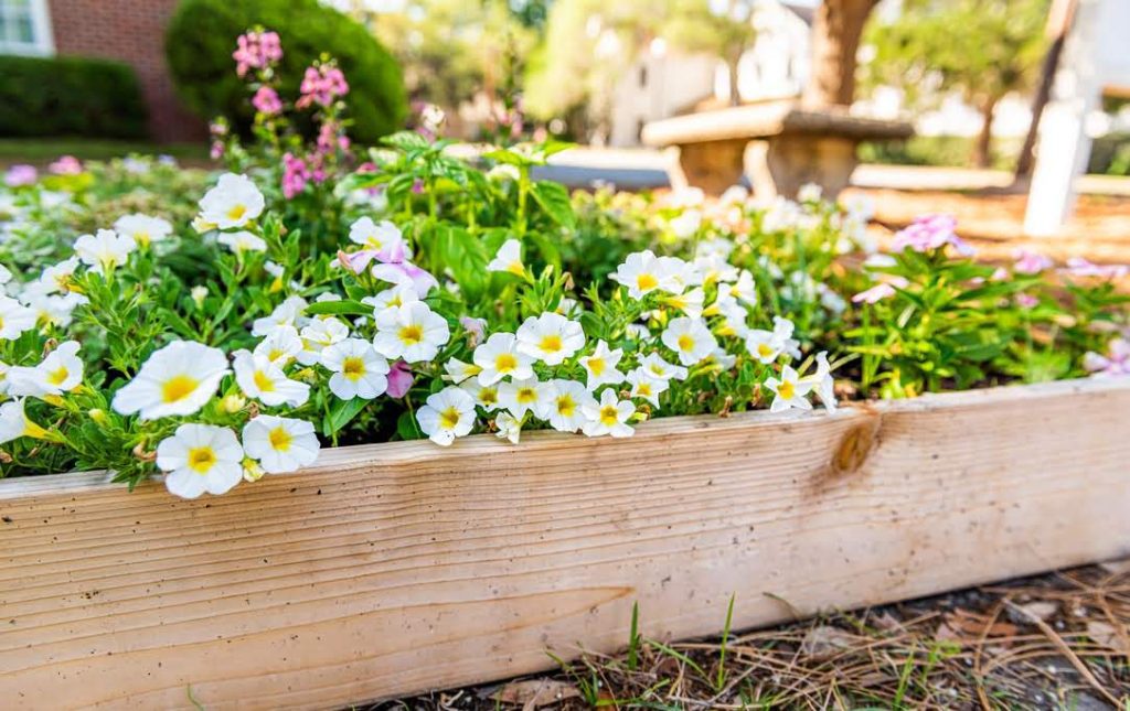 flower bed