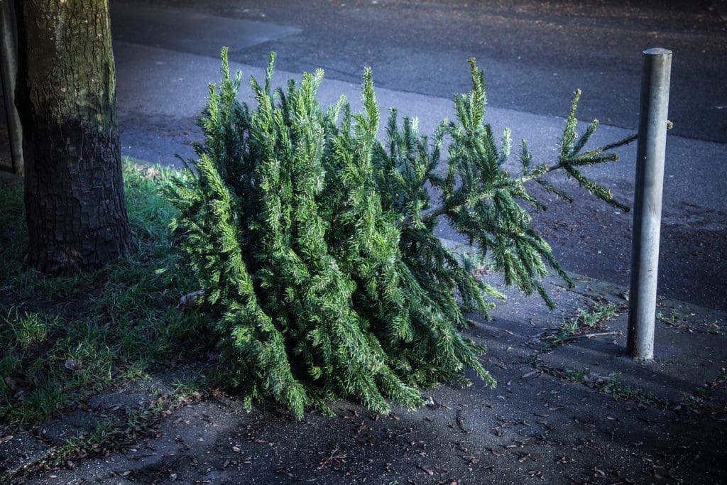Christmas tree on side of road for winter disposal fundraiser